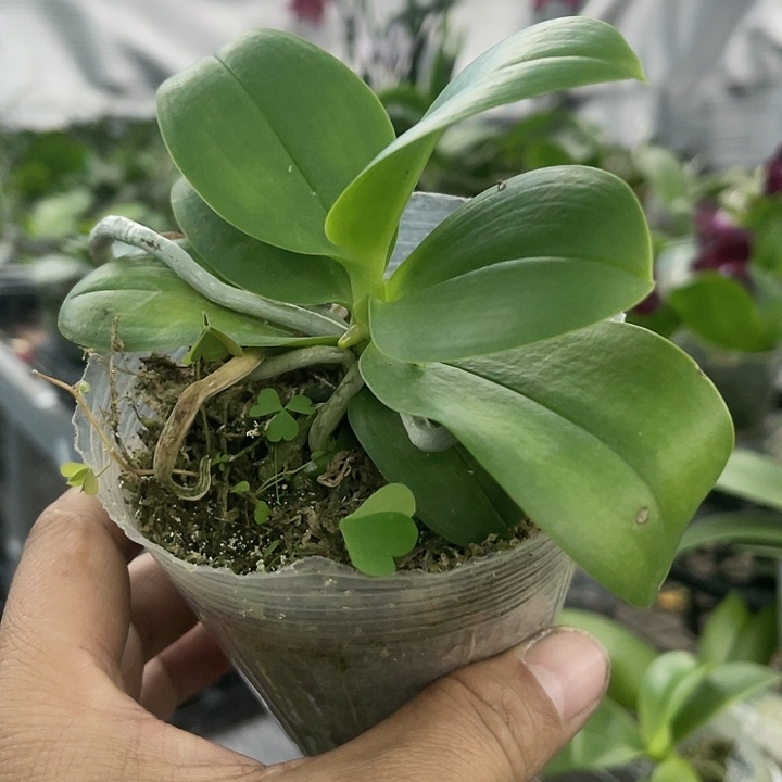 当前无花栽培后可以开花黑莓不带剑
