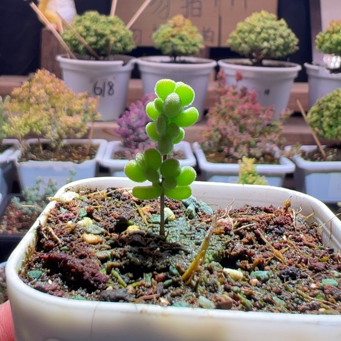 264黄金莱斯一物一拍包开箱