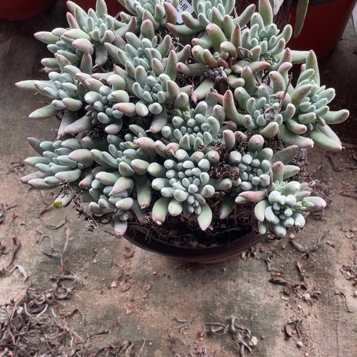 354号雪花多肉植物