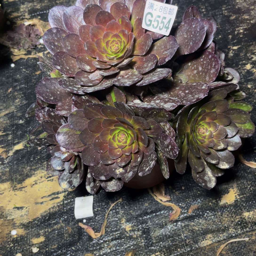 554多肉植物一物一拍