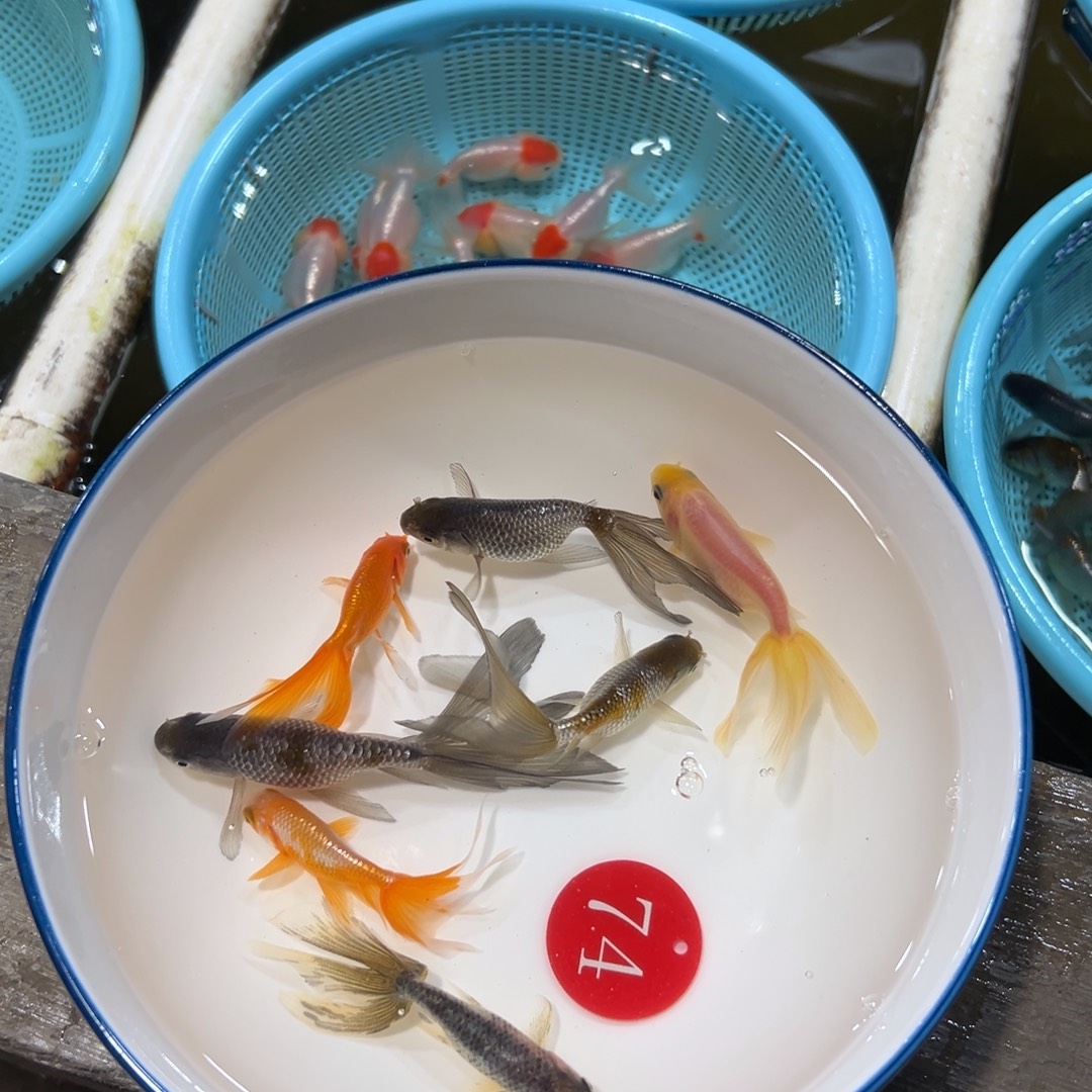 就***沈金鱼74号 6送1。 丹凤