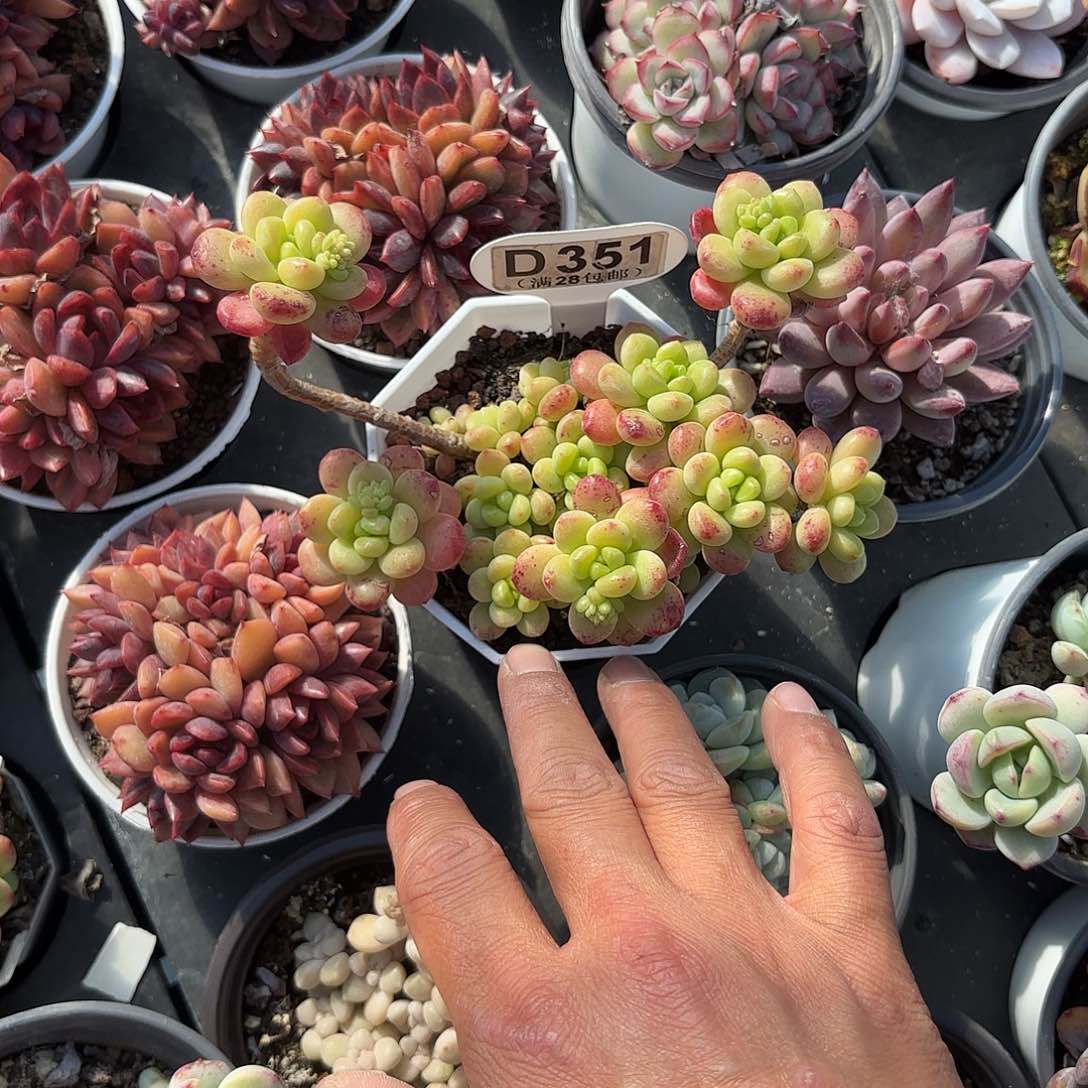 D351香格里拉一物一拍