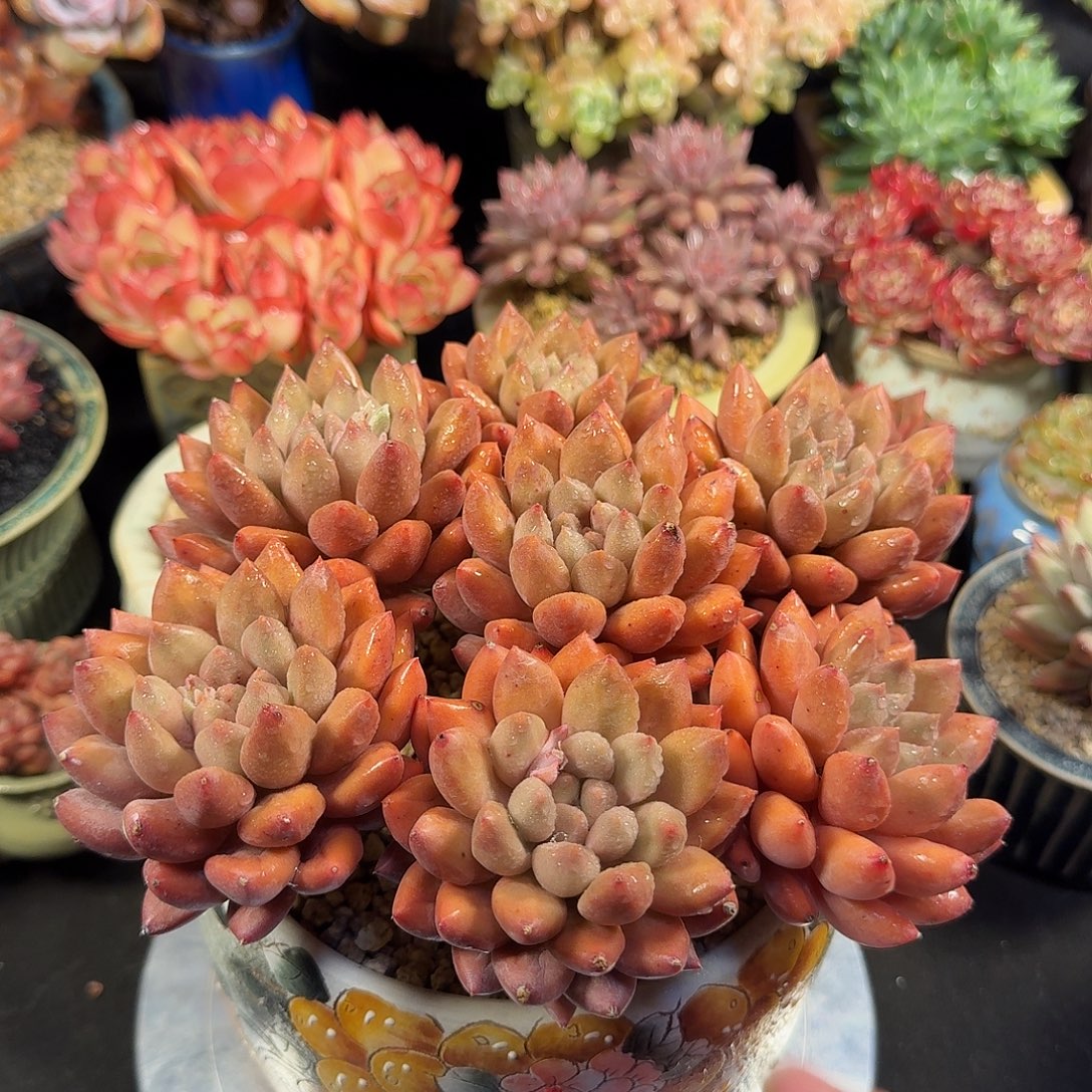 水晶球20cm左右带盆土发货