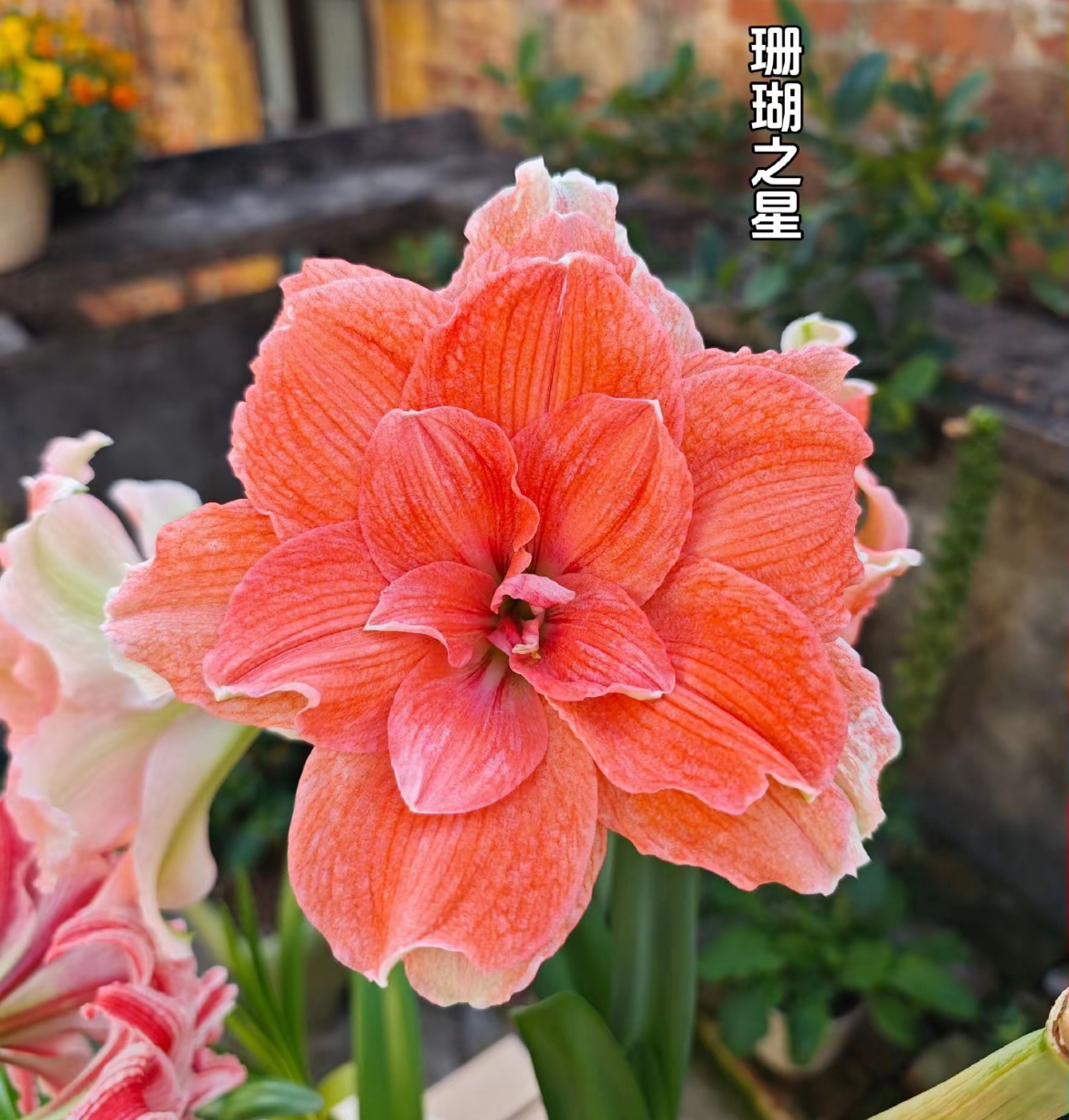 【帝卡珊瑚】朱顶红包对版不包养护