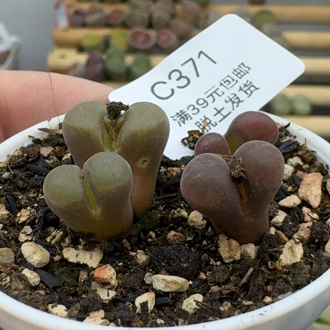 371哈哈哈哈哈哈哈哈哈哈哈