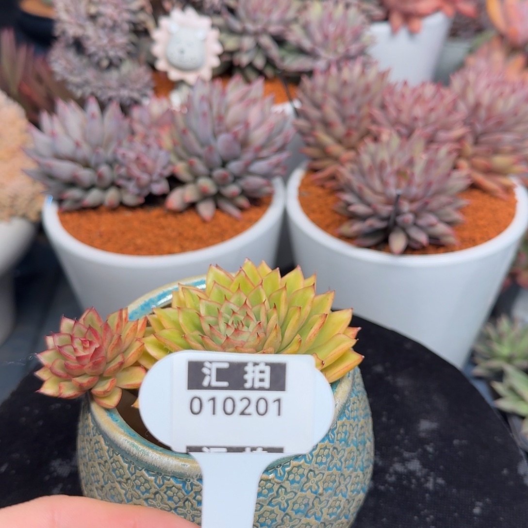 精品多肉植物010201