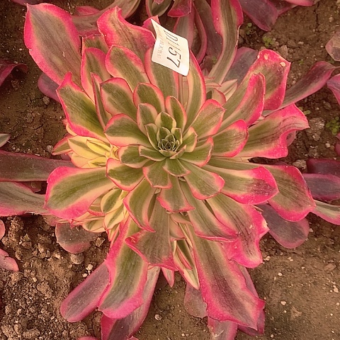 1157美杜莎多肉法师