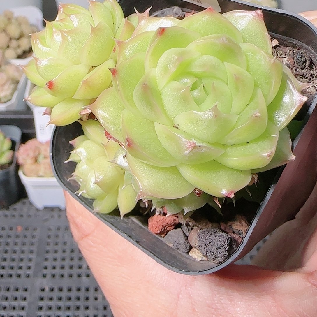 1126-287群生不包整
