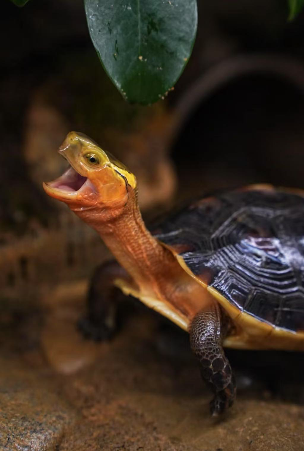 网红宠物龟安缘专用链接（必须当着快递小哥拍完整的开箱视频）