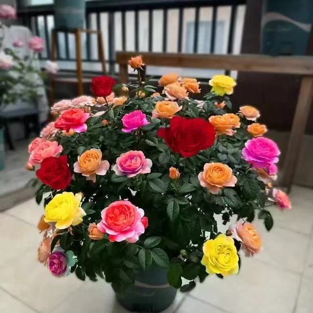【混色多色】月季耐寒耐热四季开花南北方室外阳台庭院盆栽地栽花卉