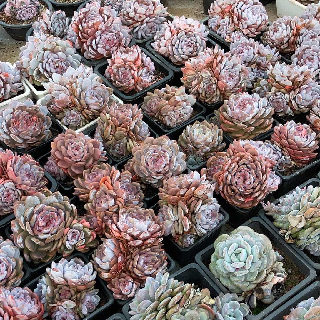 500号石榴籽随机方盆3头