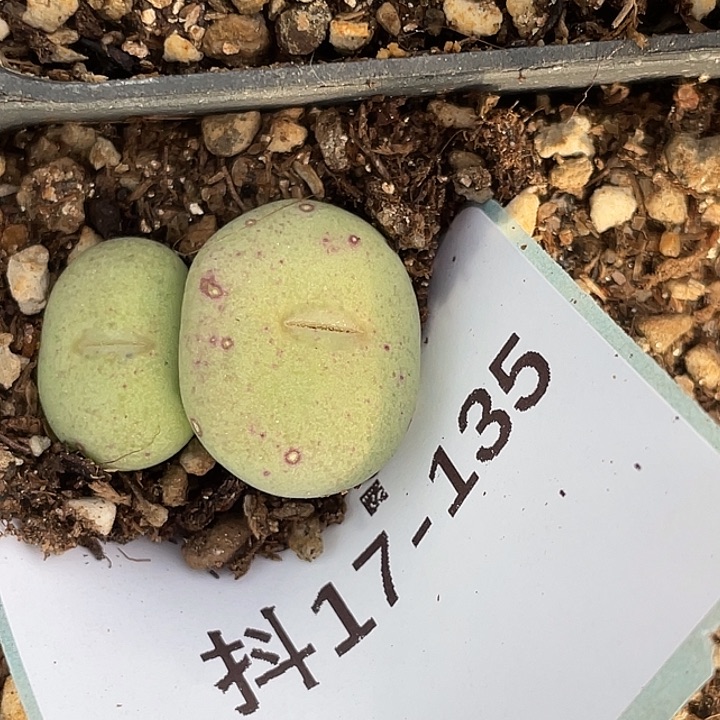 17-135嘴多肉植物肉锥