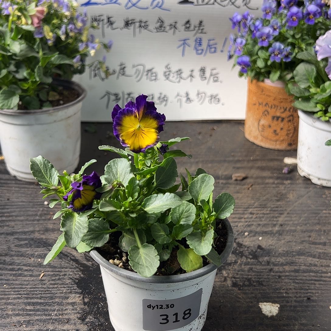 当前无花朵，栽培后可花朵318号