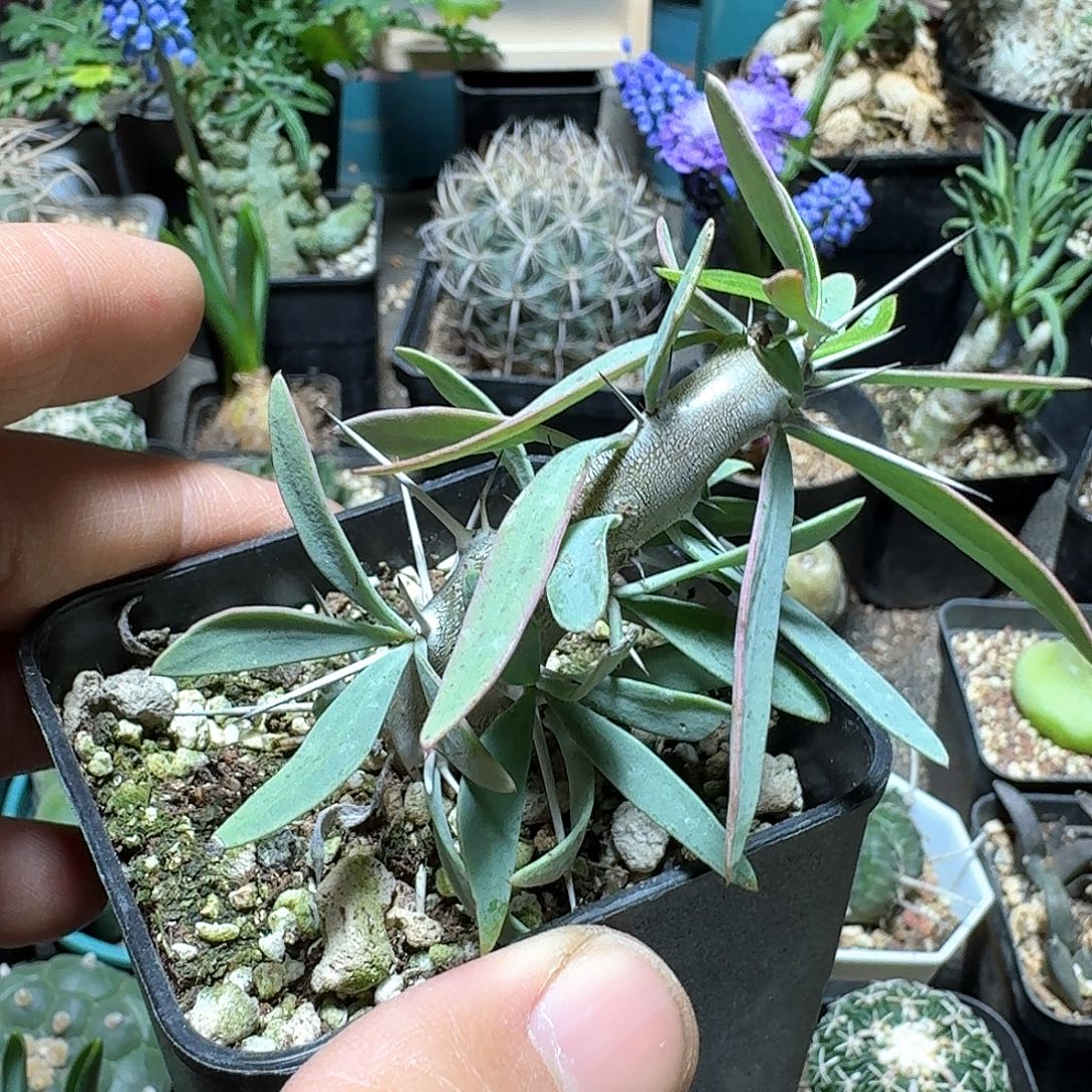 412阿修罗城带盆发货