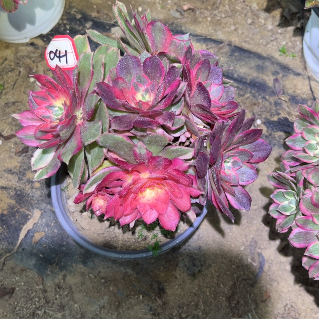小***珑041多肉植物黑魔锦