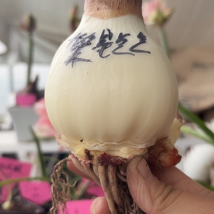 无花朵繁星点点朱顶红直径7.5-8