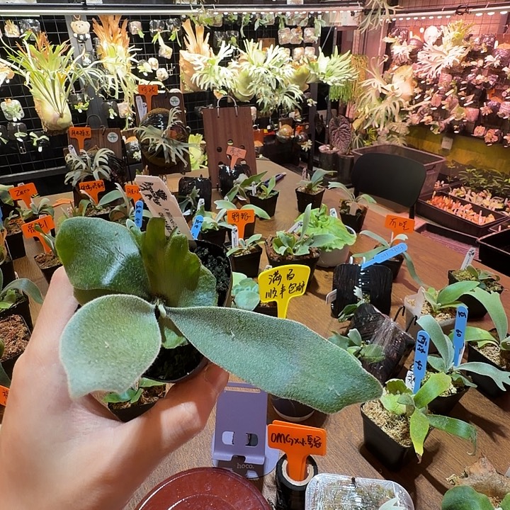 无花朵鹿野直播间竞拍OMG 混小皇冠