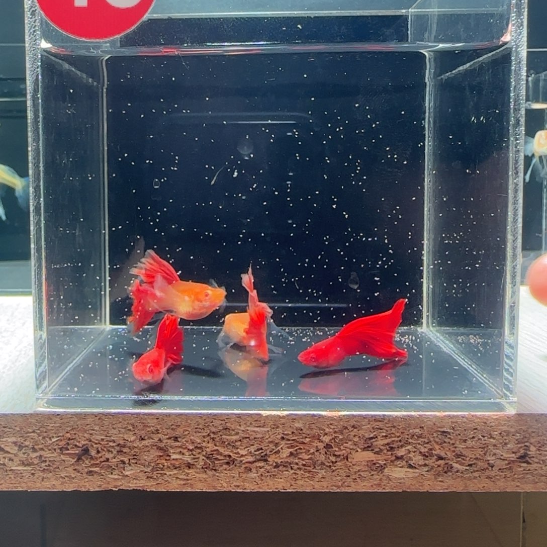 海水鱼血红绒球微瑕