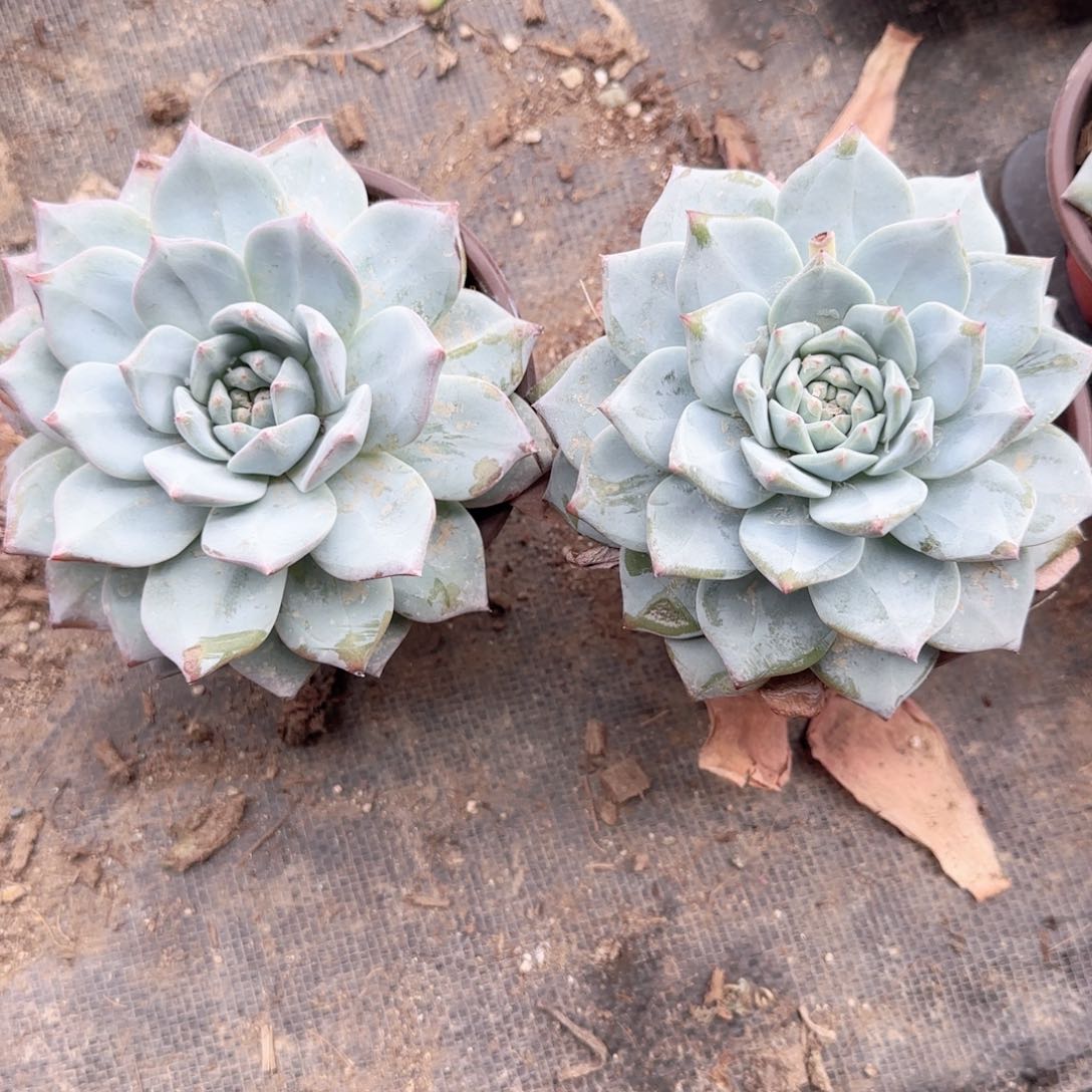 无花朵粉蓝鸟120大单头特价多肉
