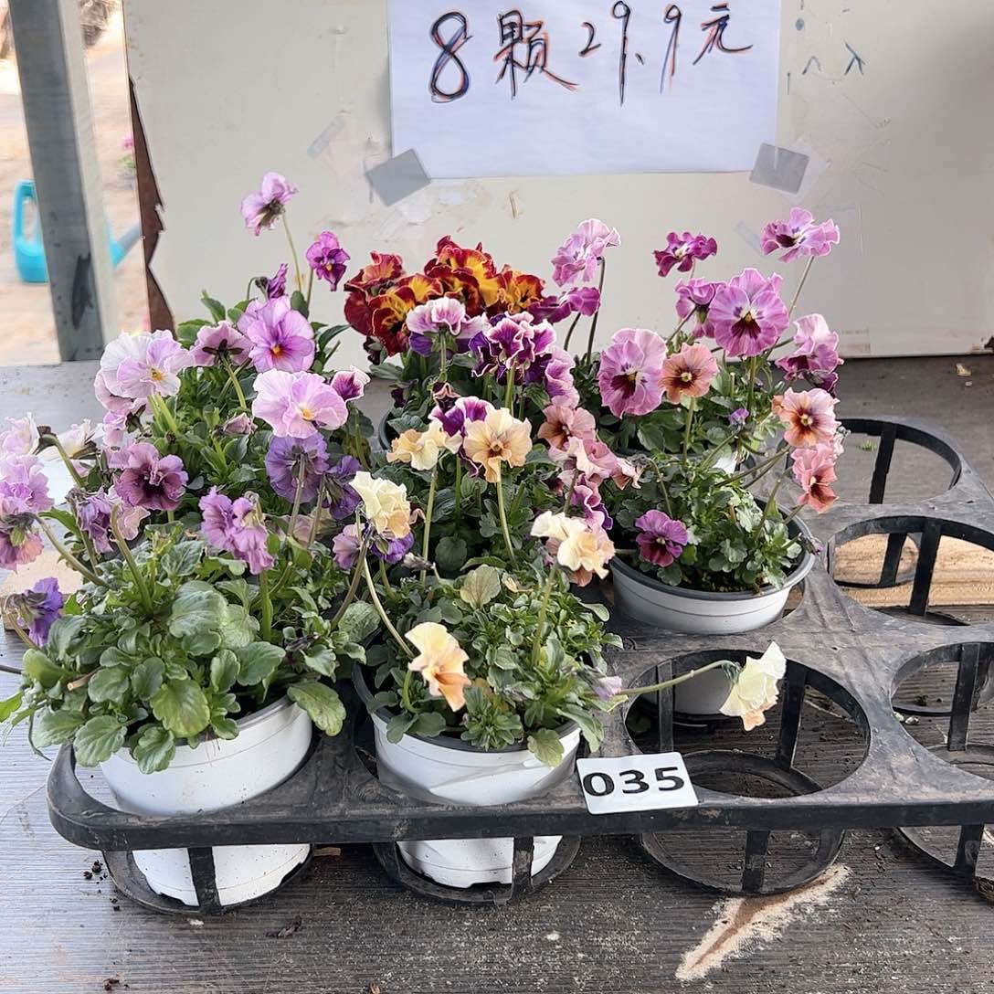 【闪购商品】035号