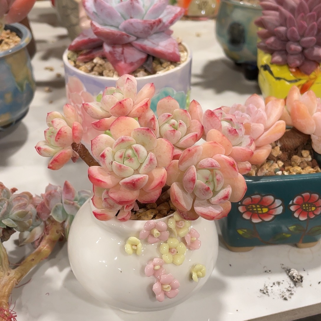 带盆走快递7厘米呀