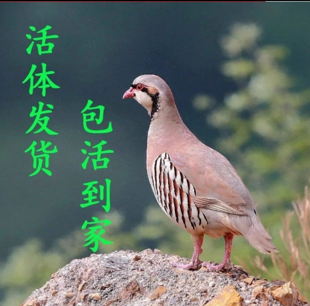 1公4母咕咕鸡呱呱鸡宠物鸡顺丰包邮
