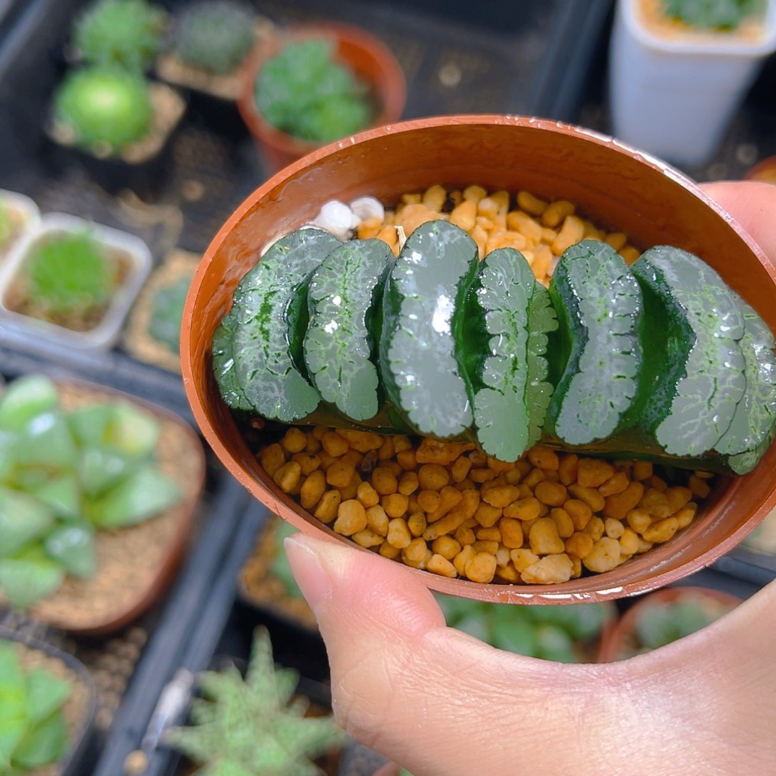 会***牛5254多肉植物一颗