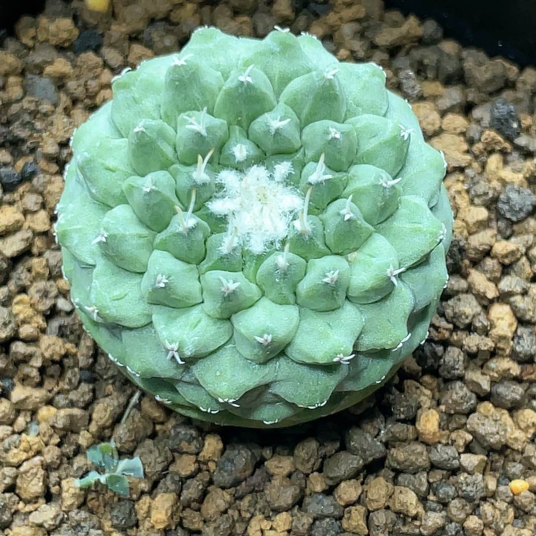 实生根系，大尤菊水