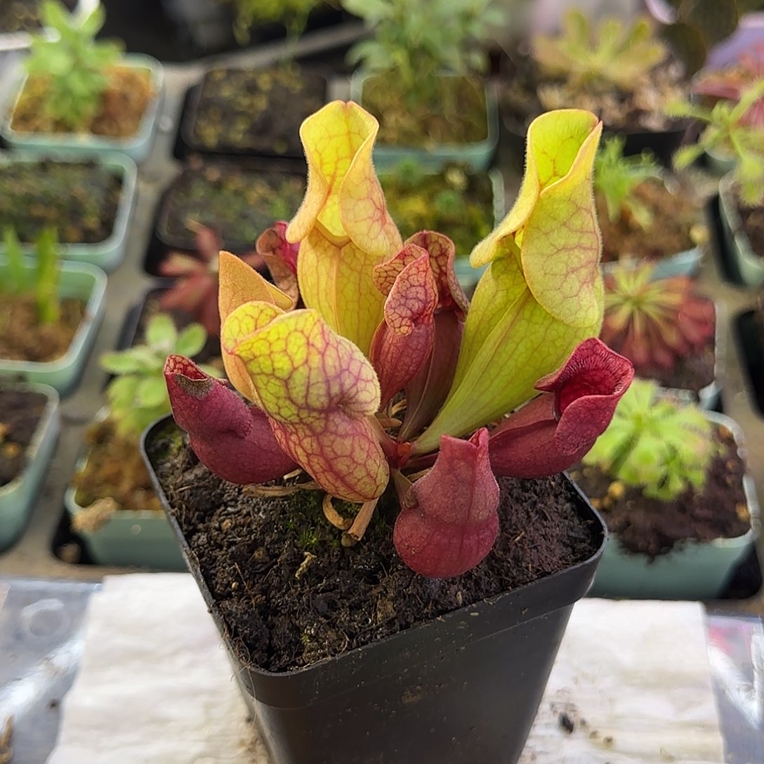 完全开放西尔维亚紫瓶