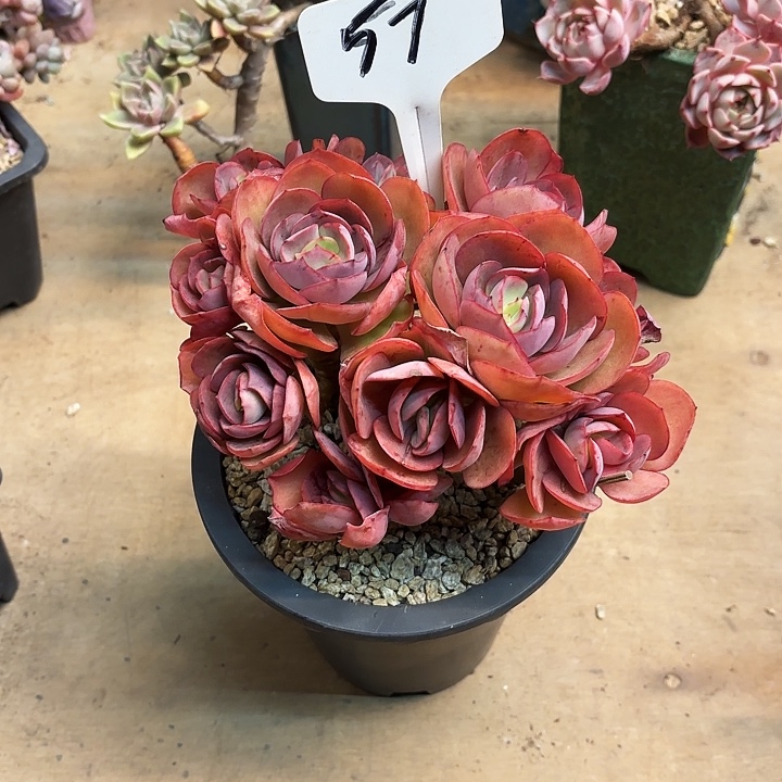 多肉植物，秀妍57号