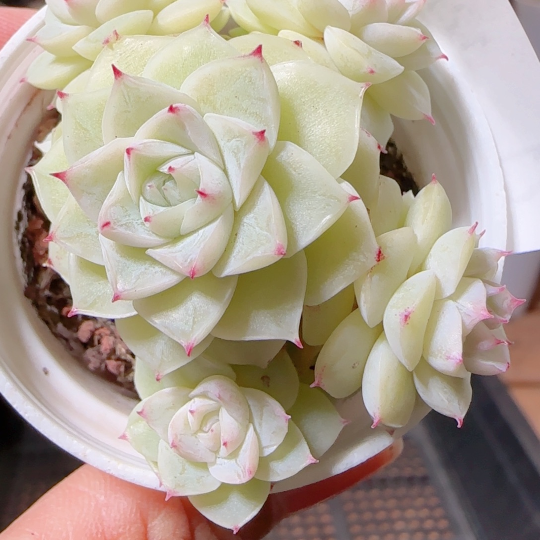 花语多肉1209-71散