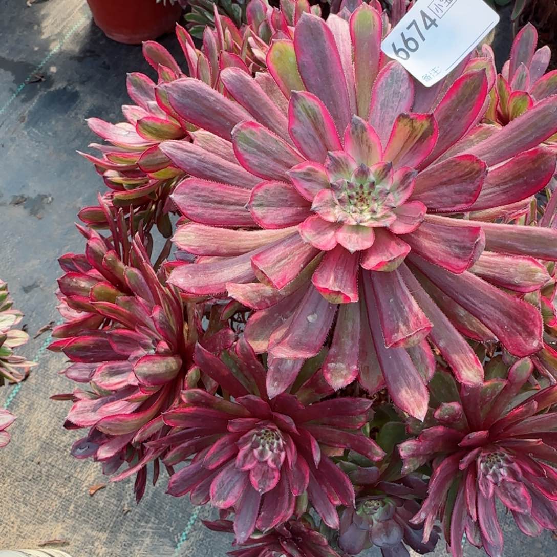 饭*?6674多肉多肉多肉