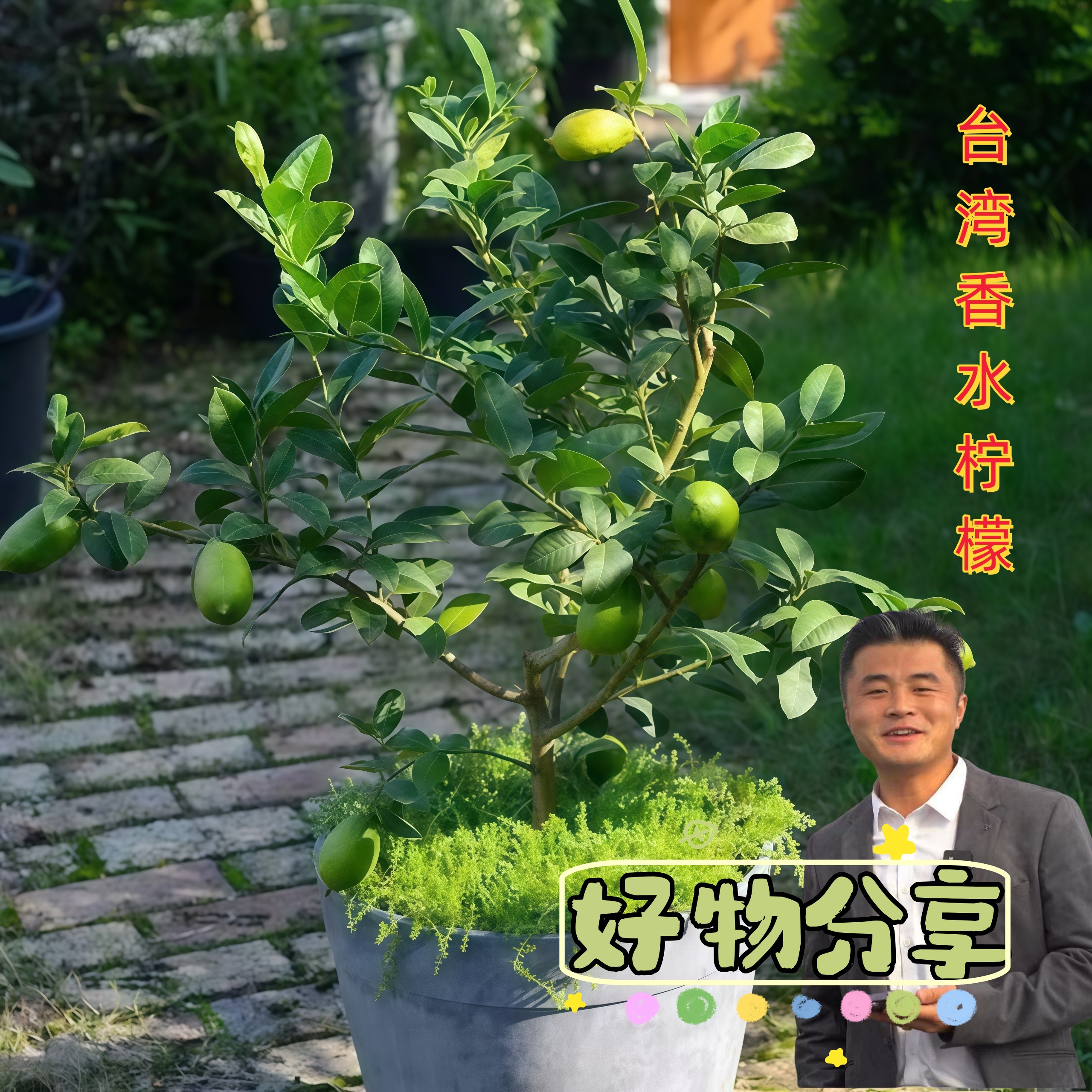 台湾香水柠檬一加仑苗情盆栽苗无籽薄皮