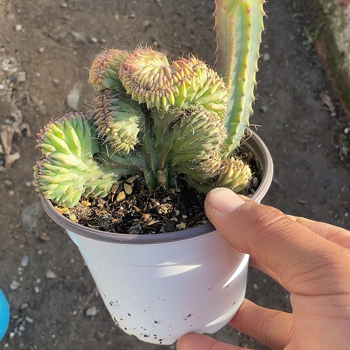 龙神木缀化带盆发货