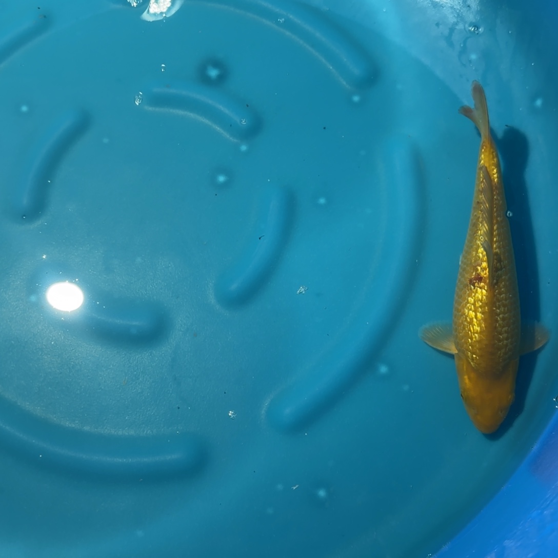 海水鱼顺丰云飞多腿少补