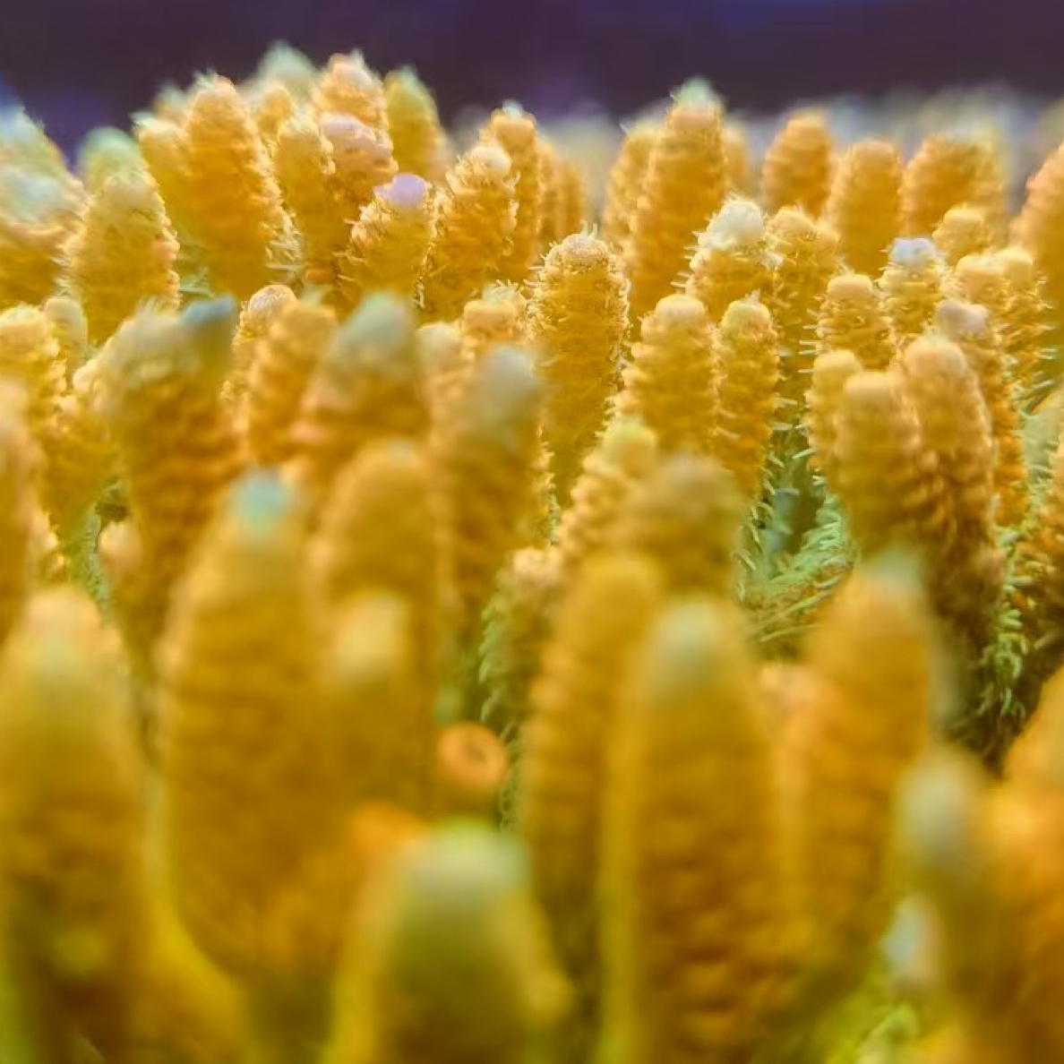 海水珊瑚 一物一拍 以直播间挑选为准