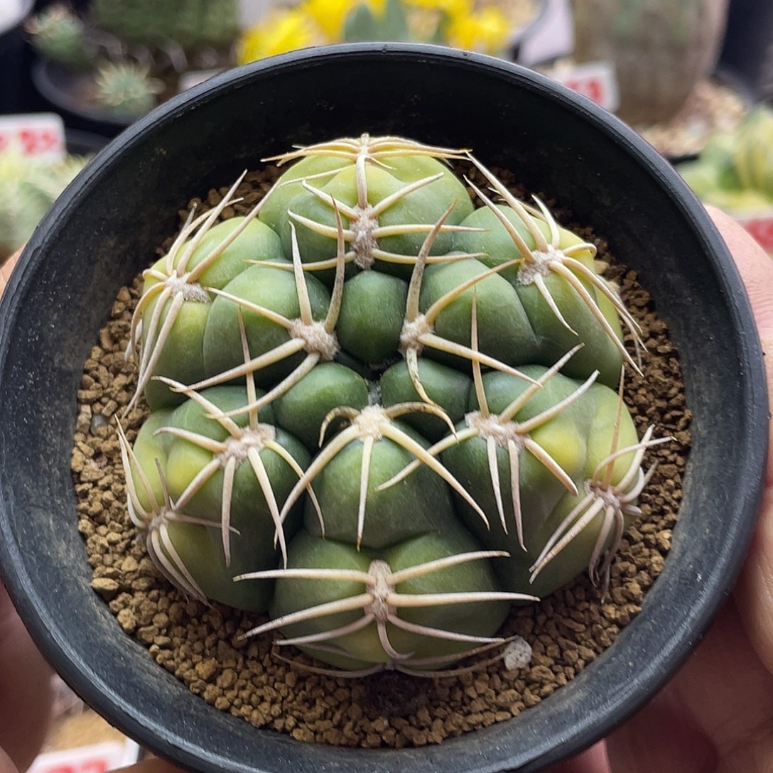 实生高木趴刺海王黄体锦6.5公分