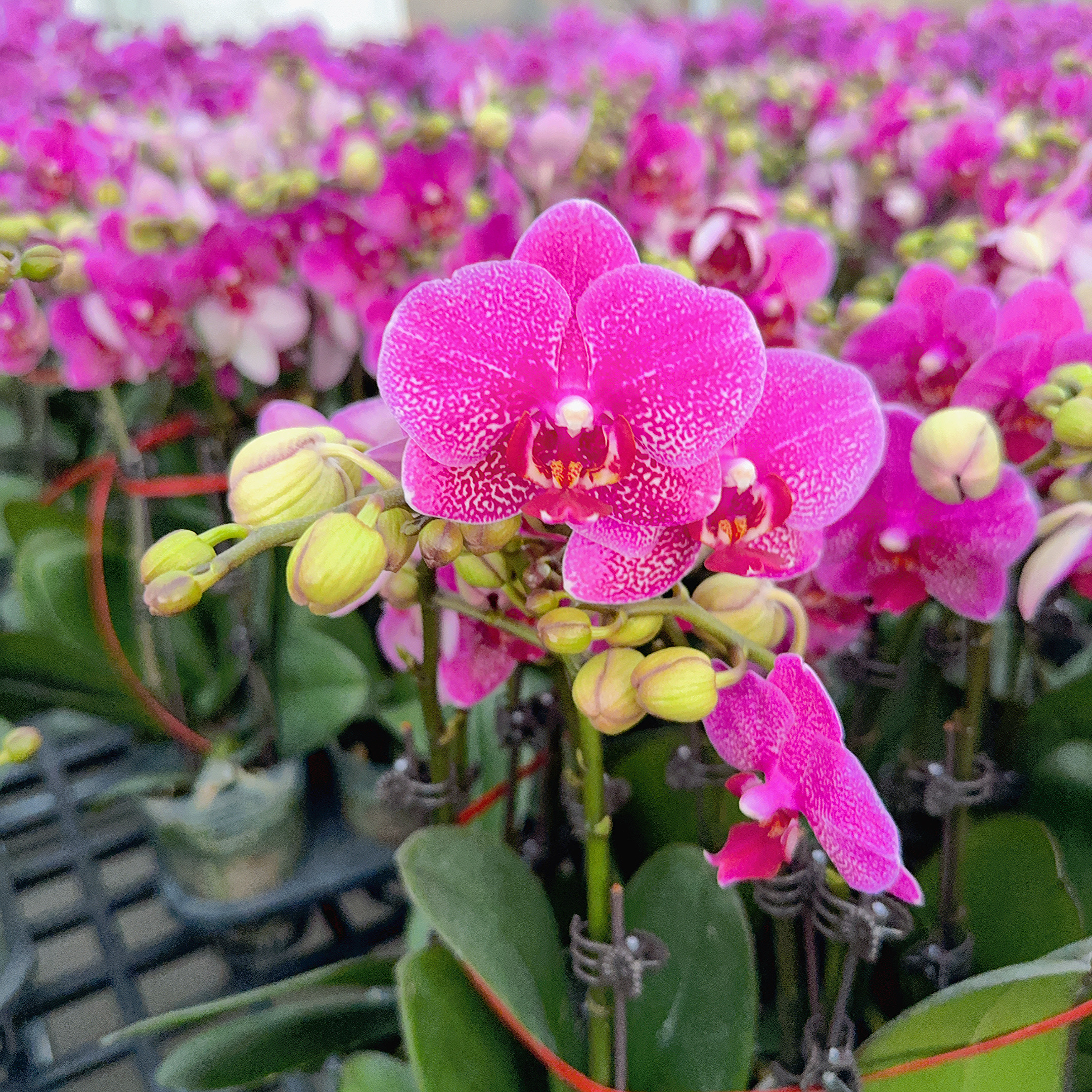 精选蝴蝶兰【红粉佳人】紫红色色系室内花卉绿植 基地直发