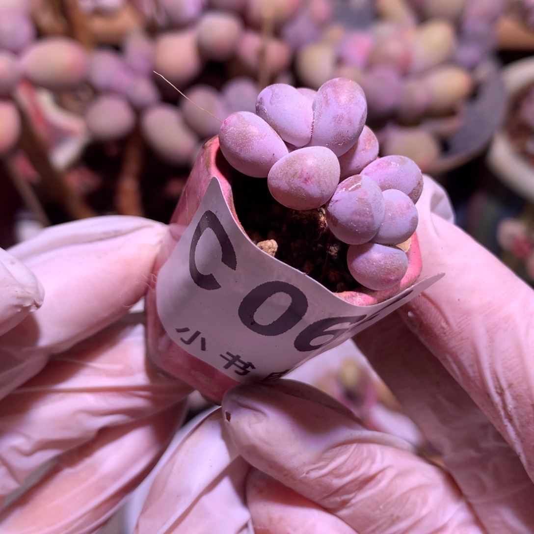 062 黄金鸡蛋 大叶奶