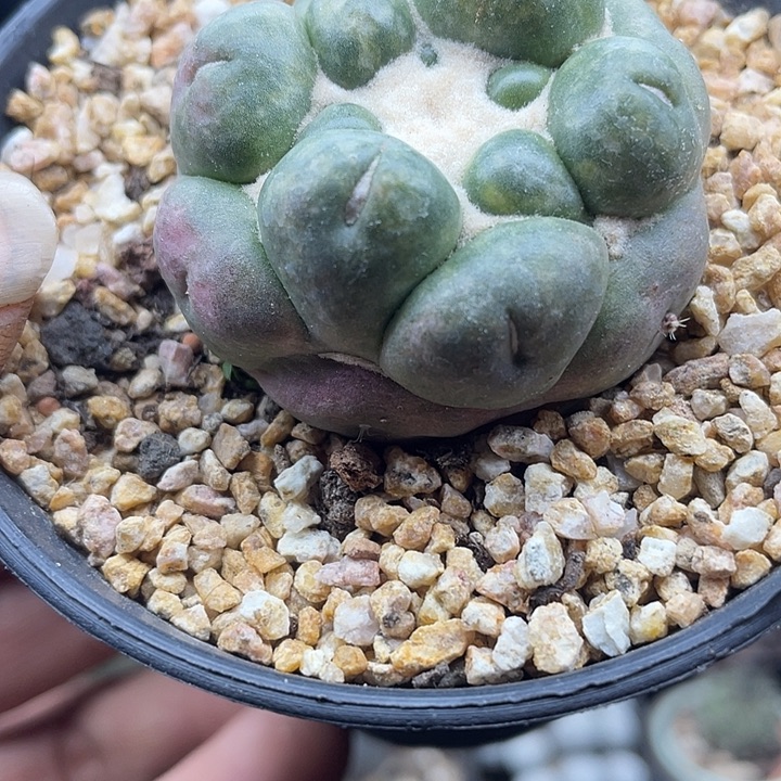 无刺象牙一颗包邮