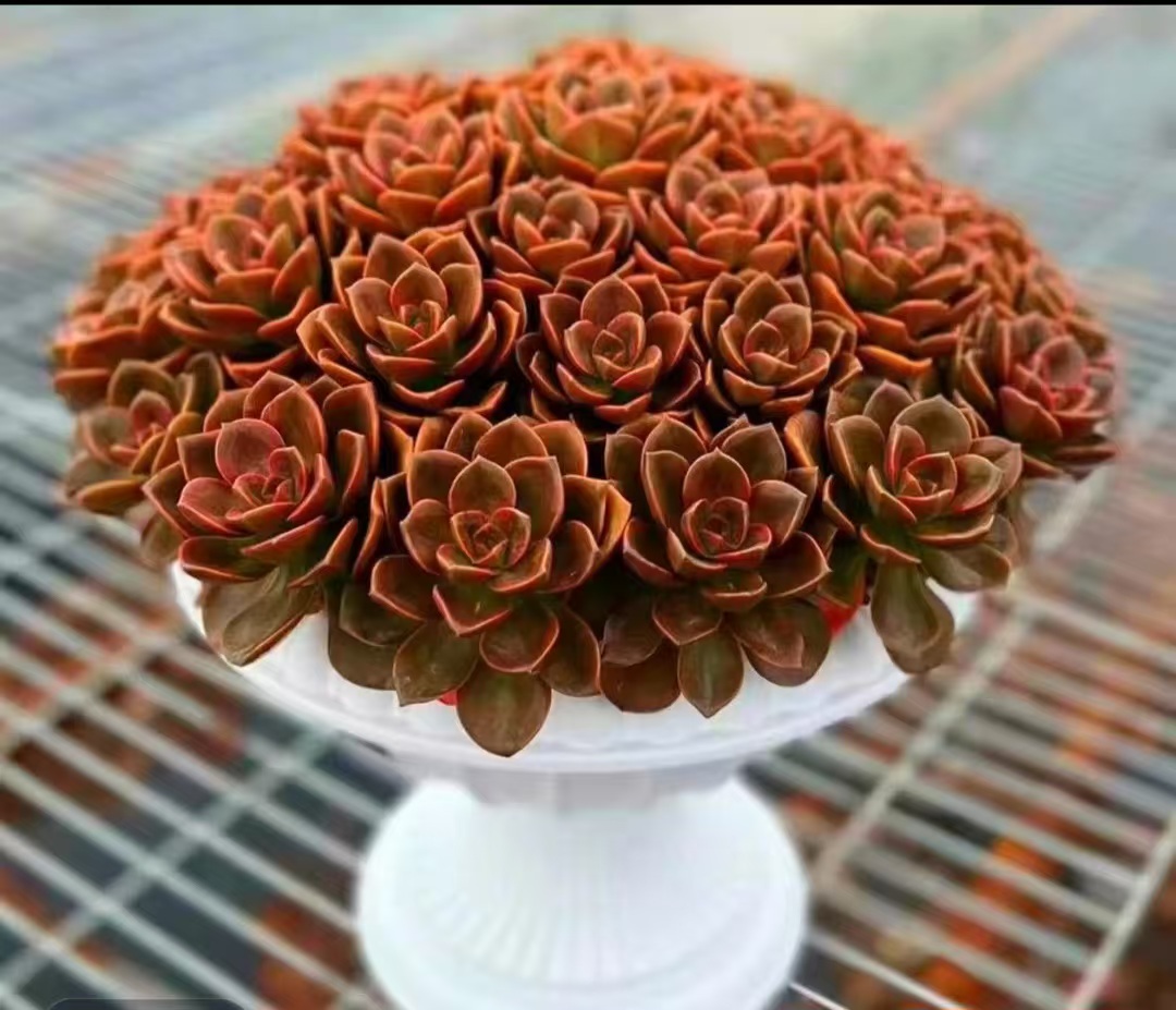 XS红酒玫瑰+罗马盆 新手好养带盆栽好美观多肉植物秋季