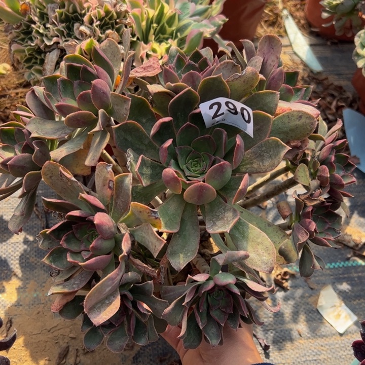 仙桃多肉微瑕290