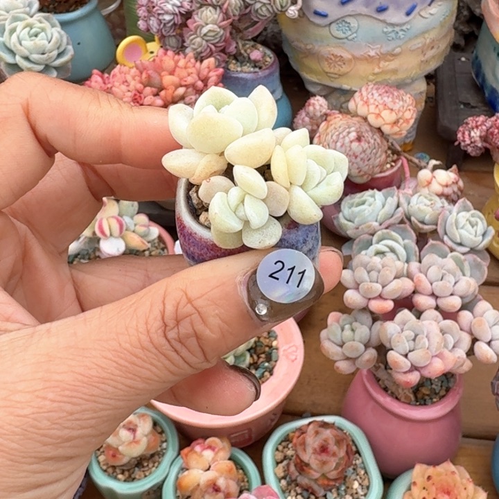 211 1多肉含盆土 30元包邮 除偏远