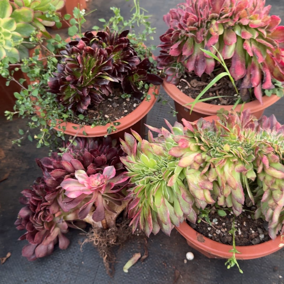 666组合缀化多肉植物满28包邮