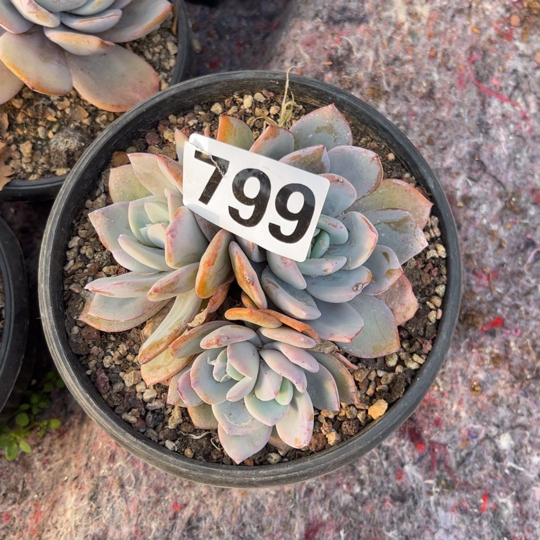 一***界799号14889。 009999