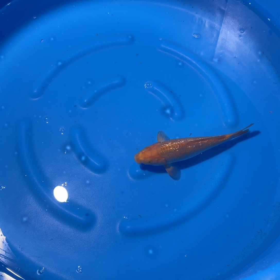 鲤科类公母搭配10-60不支持退换