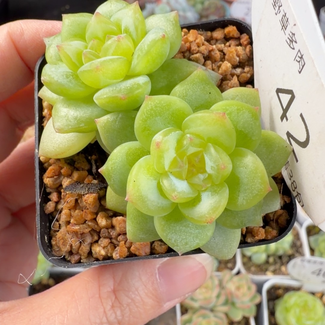 珍妮双头孤品42号