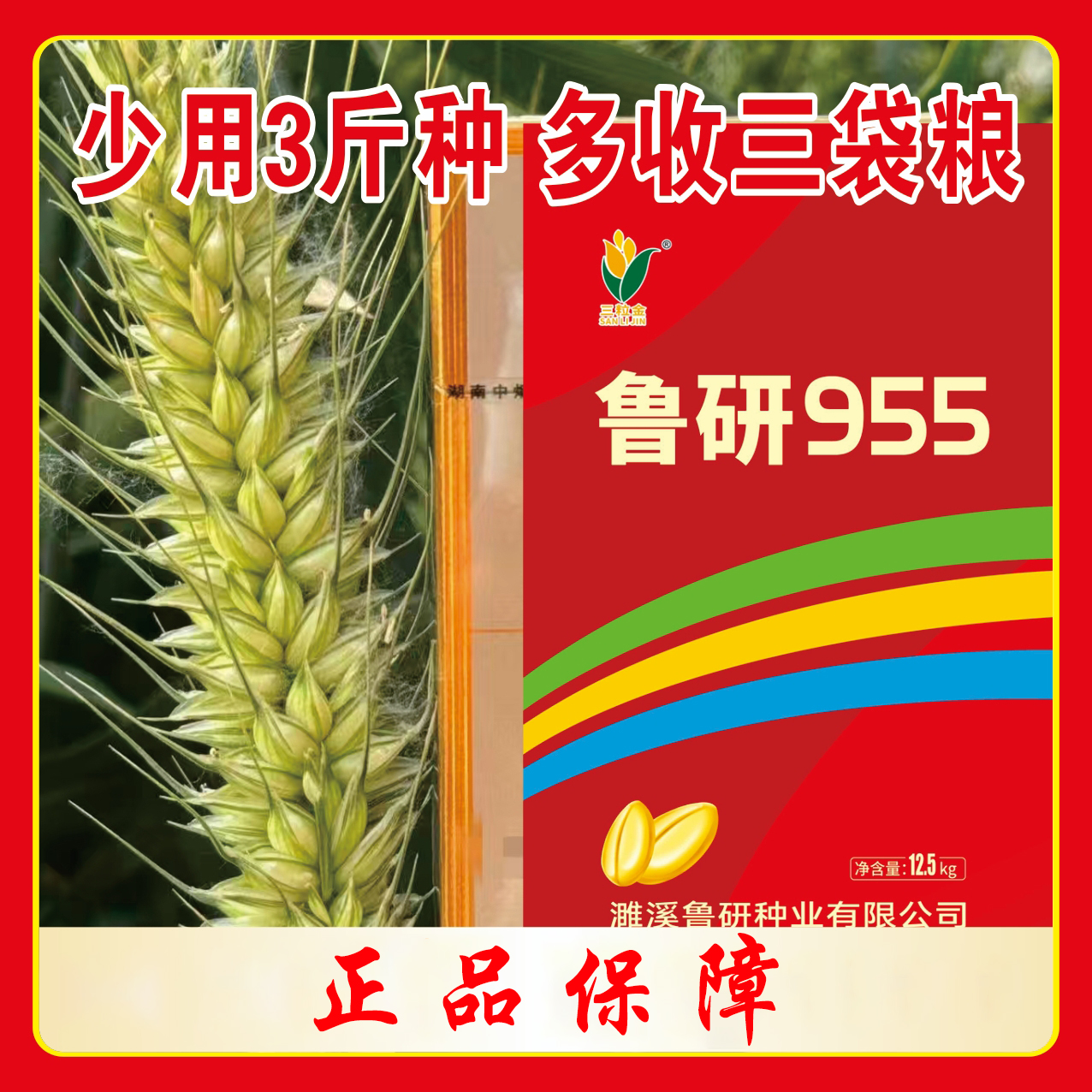 10代国审鲁研955【凯】抗倒伏耐旱高产小麦种正品保真