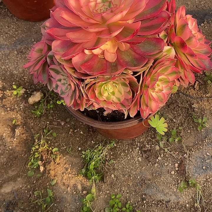 多肉植物倾城548多肉