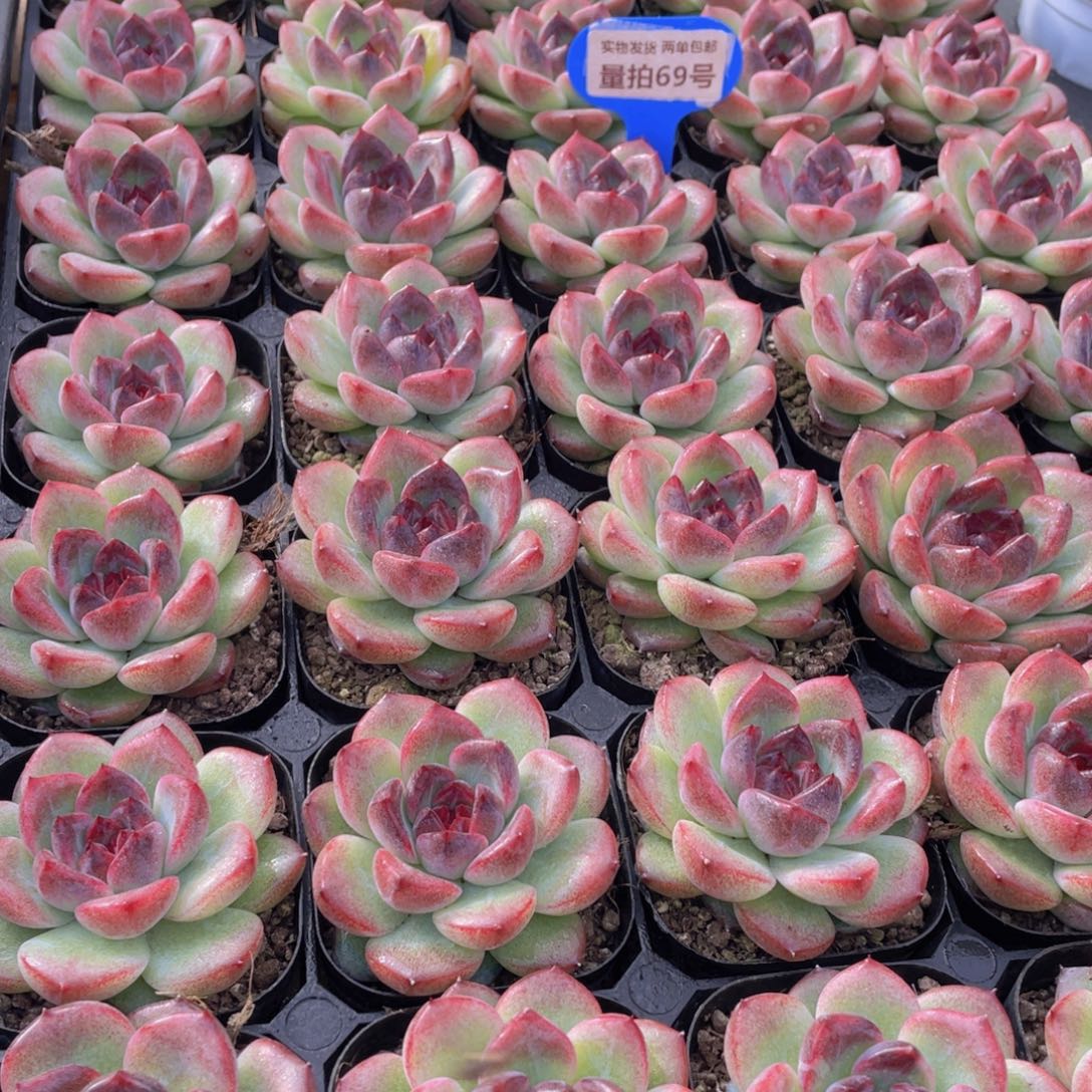 量拍69号 新品暗夜单头一个